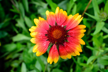 One vivid yellow and red Gaillardia flower, common known as blanket flower,  and blurred green leaves in soft focus, in a garden in a sunny summer day, beautiful outdoor floral background.