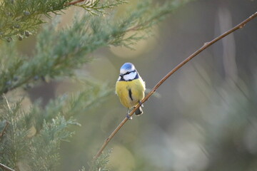 great spotted woodpecker
