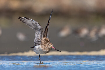 Bar-tailed godwit - Limosa lapponica