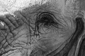 Elefant, Close up