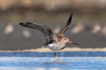 Bar-tailed godwit - Limosa lapponica