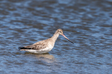 Bar-tailed godwit - Limosa lapponica