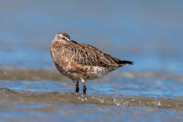 Bar-tailed godwit - Limosa lapponica