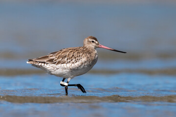 Bar-tailed godwit - Limosa lapponica