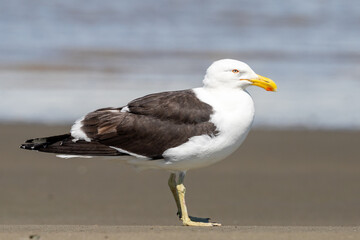 Southern black-backed gull - Larus dominicanus