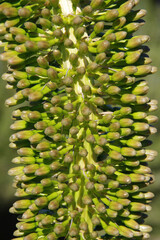 Full frame very close-up partial view of the flower stem of a blooming agave plant