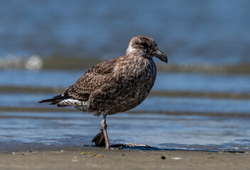 Southern black-backed gull - Larus dominicanus