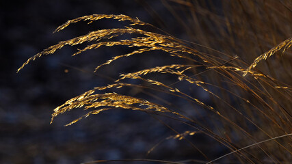 Grashalme im Gegenlicht