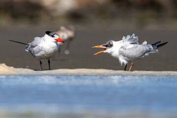 Caspian Tern - Hydroprogne caspia