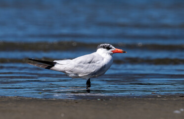 Caspian Tern - Hydroprogne caspia