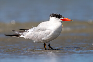 Caspian Tern - Hydroprogne caspia