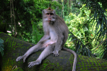 Monkey forest, Bali, Indonesia