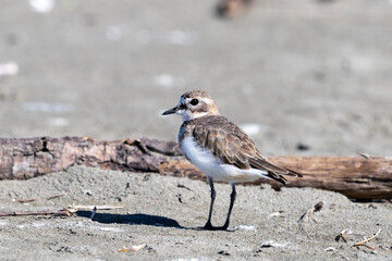 Double-banded Dotterel - Charadrius bicinctus