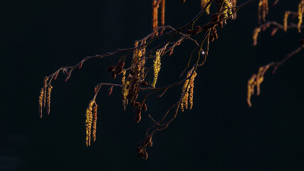 blühender Haselnussstrauch vor dunklem Hintergrund