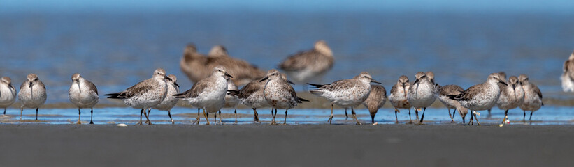 Lesser or Red Knot - Calidris canutus