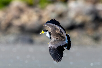 Masked Lapwing  / Spur Winged Plover in New Zealand