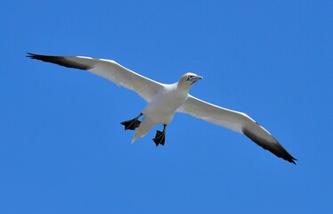 Beautiful Gannet in flight . Brittany France