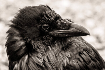 Fototapeta premium raven in the snow