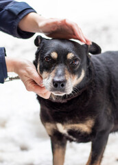 Portrait of senior dog in a shelter. Caretaker strokes a mongrel dog.