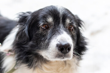 Portrait of senior dog in a shelter.