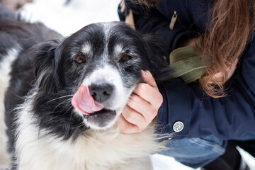 Portrait of senior dog in a shelter. Caretaker strokes a mongrel dog.