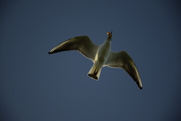 seagull in flight