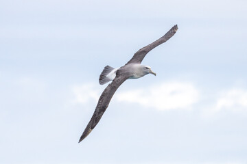 Salvin's Mollymawk Albatross in New Zealand