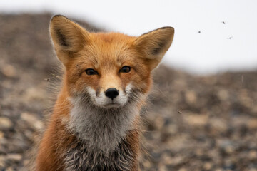 red fox vulpes