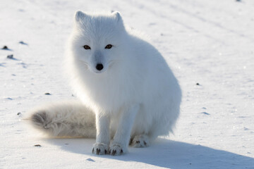 Obraz na płótnie Canvas fox in the snow
