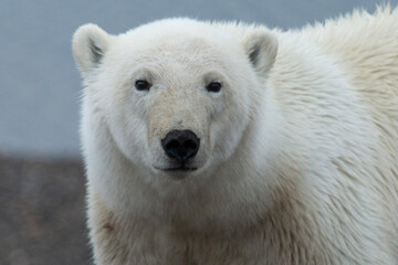 Obraz na płótnie Canvas Polar Bear Stare