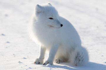 Obraz na płótnie Canvas region fox in the snow