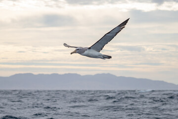 Fototapeta na wymiar Salvin's Mollymawk Albatross in New Zealand