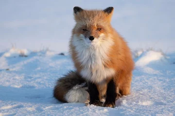 Printed kitchen splashbacks Arctic fox red fox in snow