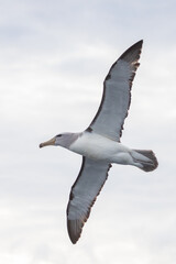 Salvin's Mollymawk Albatross in New Zealand