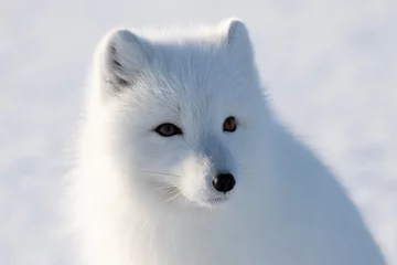 Fotobehang Poolvos Arctic Fox