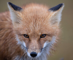 Fototapeta premium red fox portrait