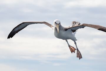Salvin's Mollymawk Albatross in New Zealand