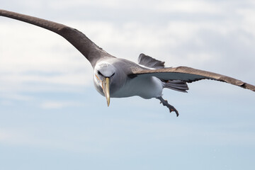 Salvin's Mollymawk Albatross in New Zealand - obrazy, fototapety, plakaty