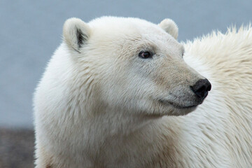 Obraz na płótnie Canvas Polar Bear side look