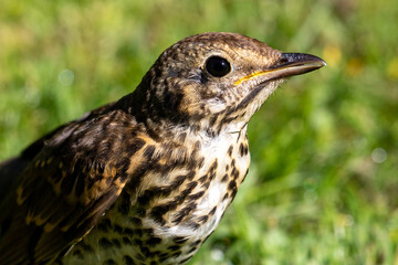 European Song Thrush in New Zealand