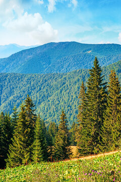 coniferous trees on the grassy hillside meadow. beautiful summer landscape in mountain. hills rolling down in to the distant ridge. sunny weather with bright blue sky with clouds