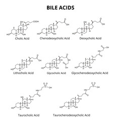 Bile acids set. Chemical molecular formula of bile acids. Vector illustration on isolated background - obrazy, fototapety, plakaty