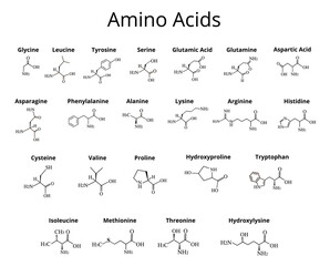 Amino acids. Chemical molecular formula of amino acids. Vector illustration on isolated background - obrazy, fototapety, plakaty