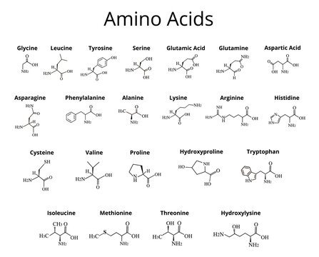 Amino acids. Chemical molecular formula of amino acids. Vector illustration on isolated background