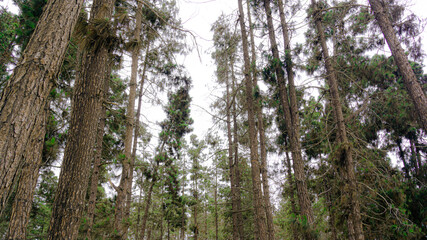 Obraz premium Park/Square on a cloudy day in the neighborhood Bosque San Carlos, in Tierras Blancas, Coquimbo, Chile.