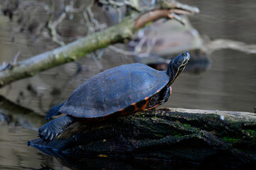 Yellow-bellied slider // Gelbwangen-Schmuckschildkröte (Trachemys scripta scripta)