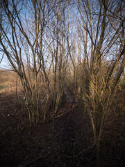 Northern Germany landscape