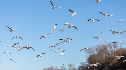 a group of gulls flying against the background of blue sky