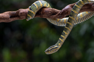 Wagler's pit viper on a tree branch