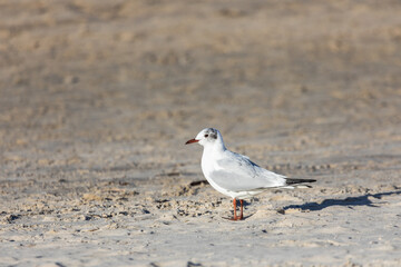 Seagull on the background of white sand